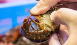 娱乐圈爆料小龙虾,小龙虾事件背后的真相揭秘