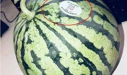 青海网红吃瓜,揭秘高原美食背后的故事