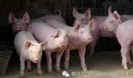 养猪导演爆料视频播放,视频播放背后的惊人真相