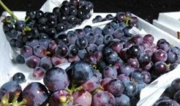 网红提子最新爆料新闻,揭秘娱乐圈惊人内幕