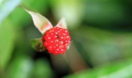 野草莓 在线观看,探寻自然之美，感受生命之韵