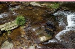 泉水在线观看,探寻自然之美，感受诗意流淌