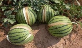 吃瓜学生网红东北,揭秘东北网红背后的故事