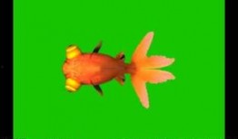 金鱼爆料视频大全集最新,揭秘幕后真相，带你走进神秘世界