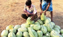 吃瓜学生网红东北,揭秘东北网红背后的故事